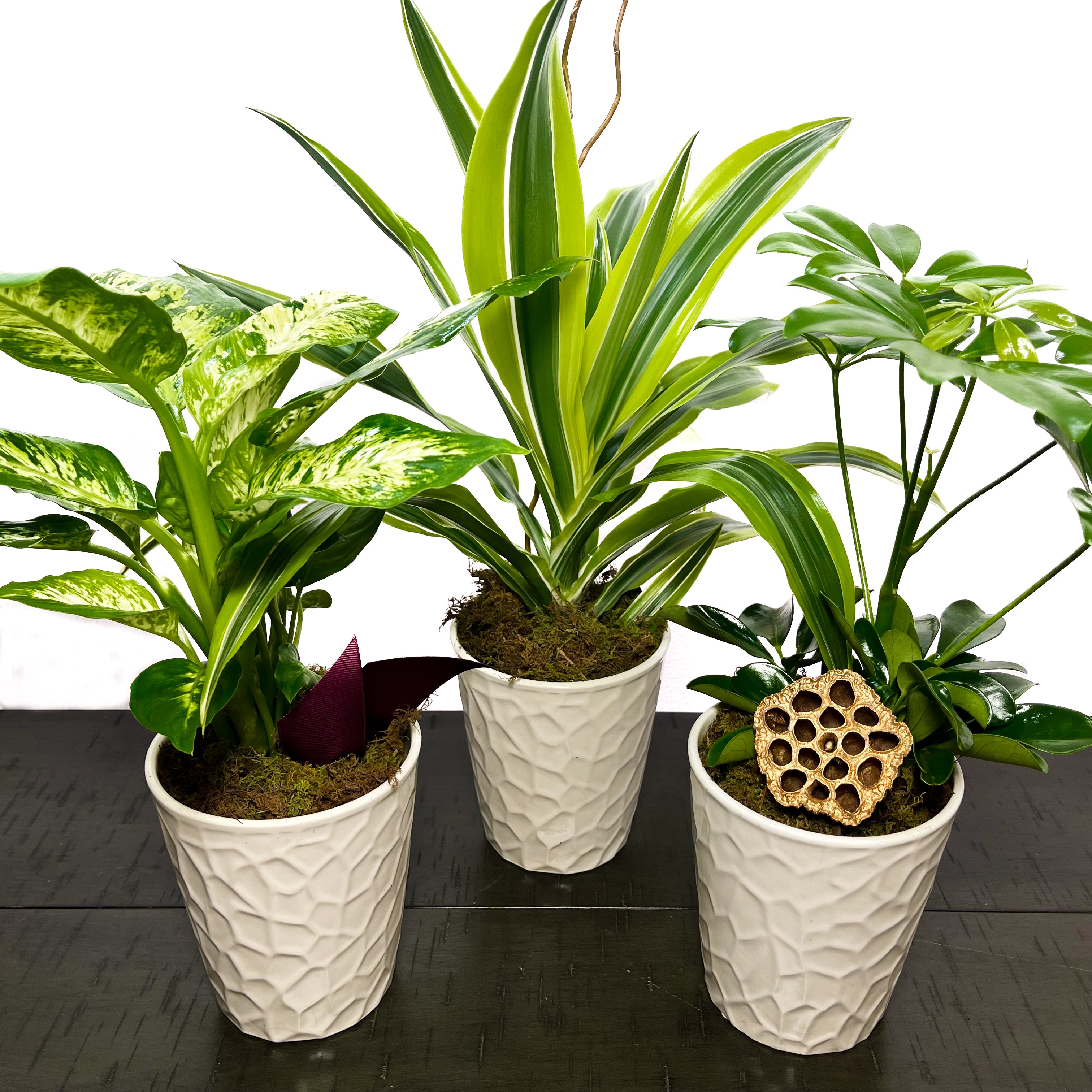 house plants potted House Plant