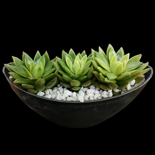 succulent, plant, garden
