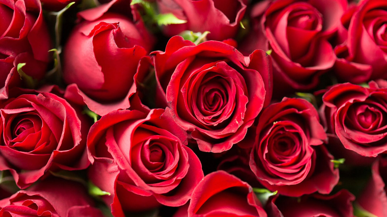Valentines Collection