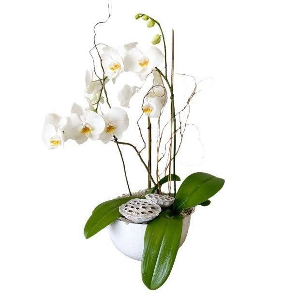 Orchid plants