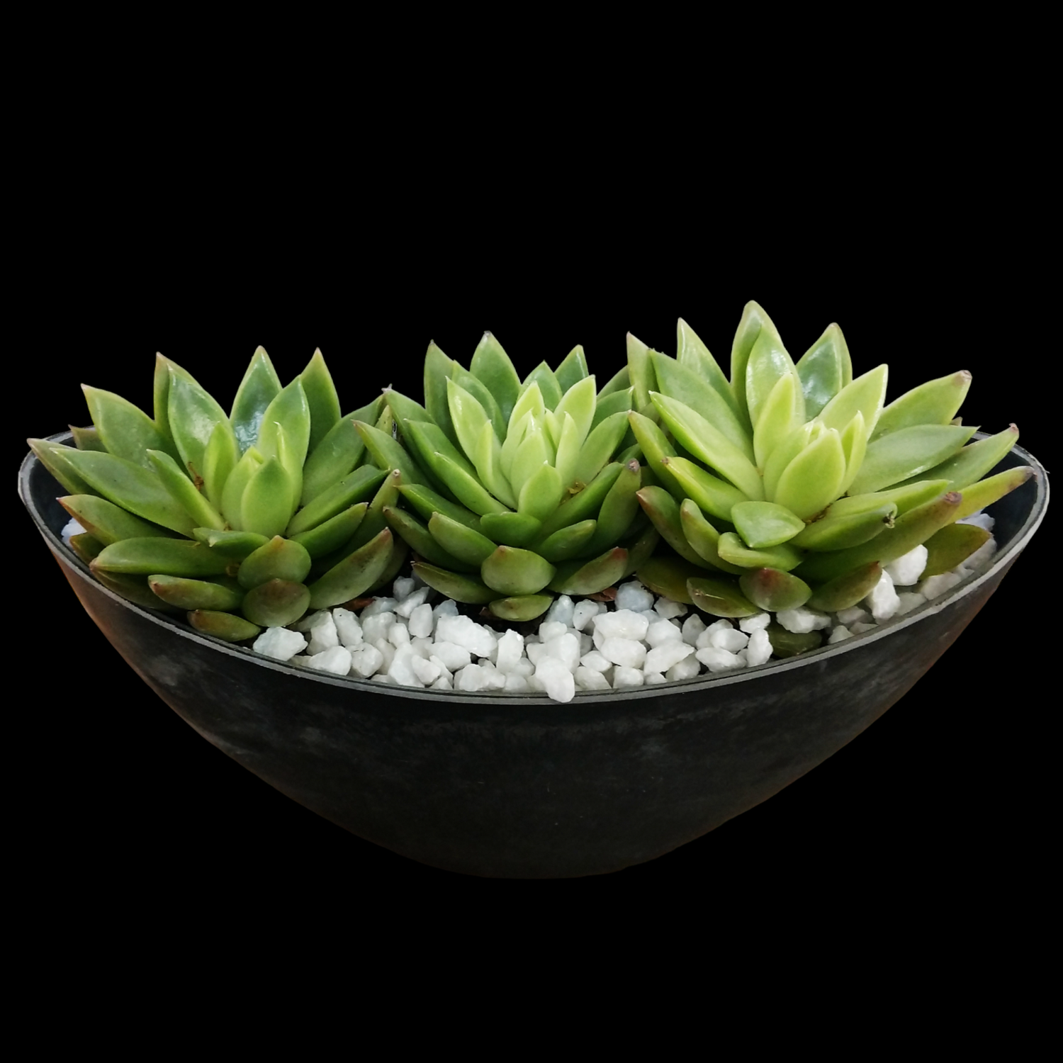 succulent, plant, garden