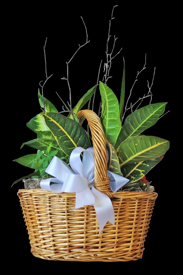 Plant, basket, Floral flower arrangement
