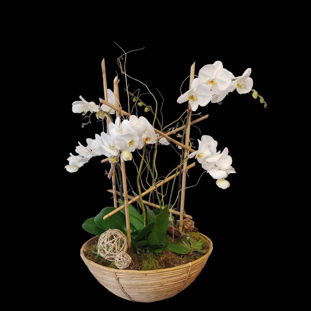orchids, succulents, plant, floral flower arrangement